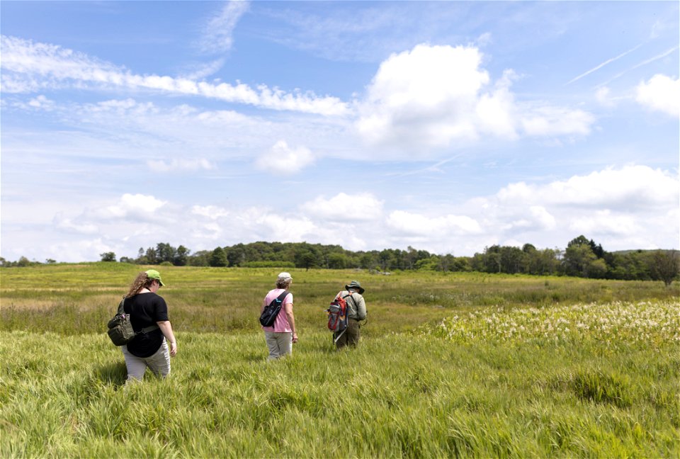 Volunteers Perform Butterfly Count