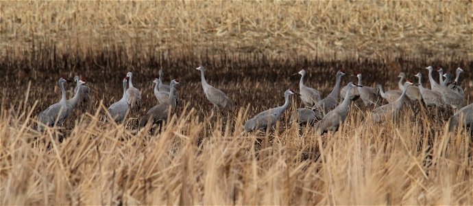 Sandhill Cranes Huron Wetland Management District South Dakota