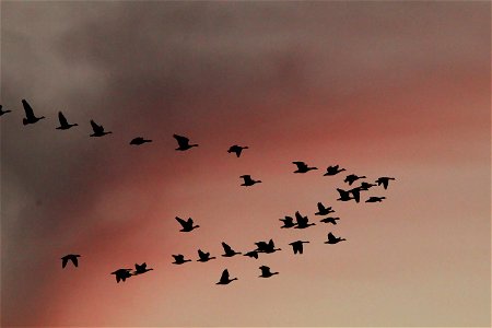 Waterfowl Migration at Sunset on the Huron Wetland Management District photo