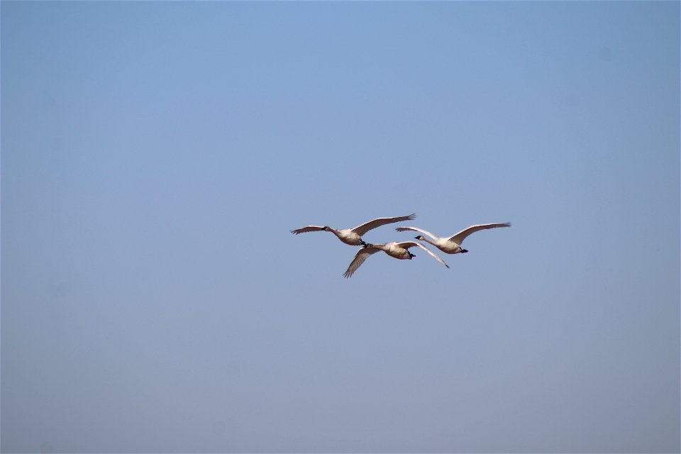 Trumpeter Swans Owens Bay Lake Andes National Wildlife Refuge South Dakota photo