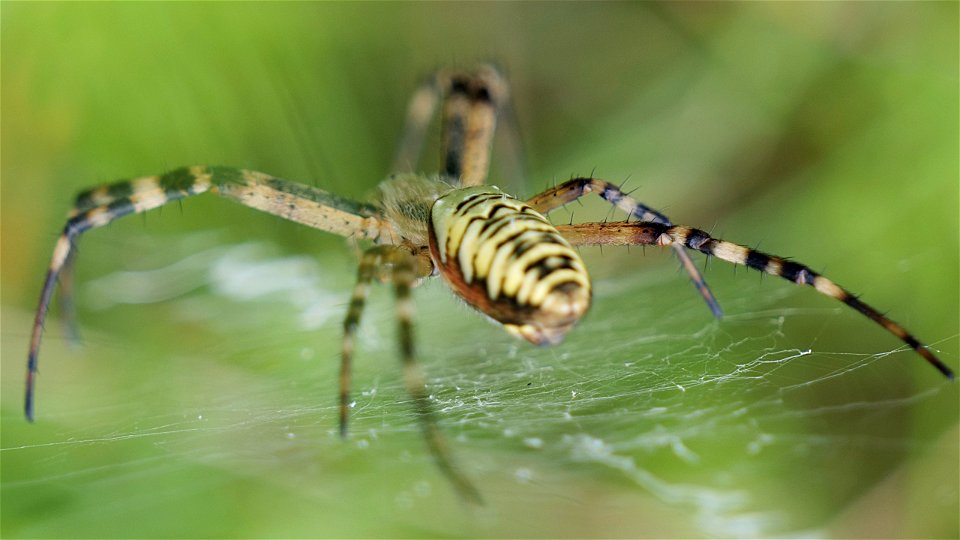 Argiope bruennichi (Wespenspinne) Weibchen