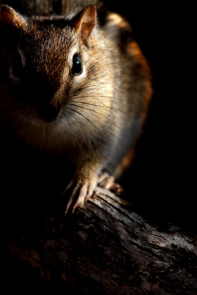 Eastern chipmunk