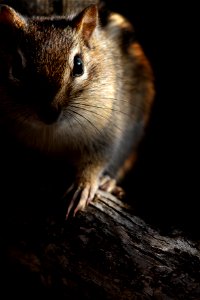 Eastern chipmunk