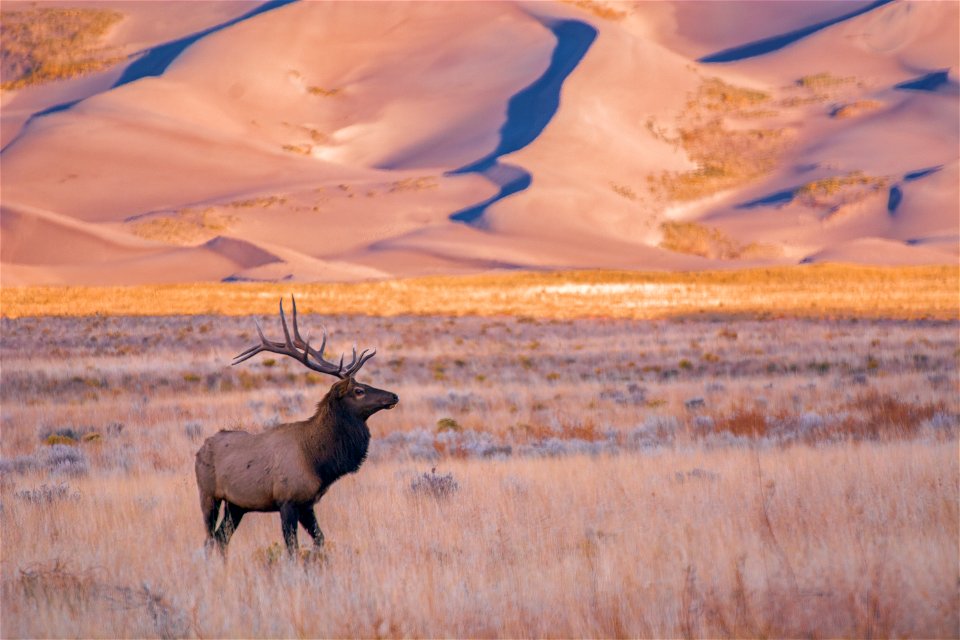 Bull Elk and Dunes in Early Morning