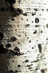 Closeup of aspen bark photo
