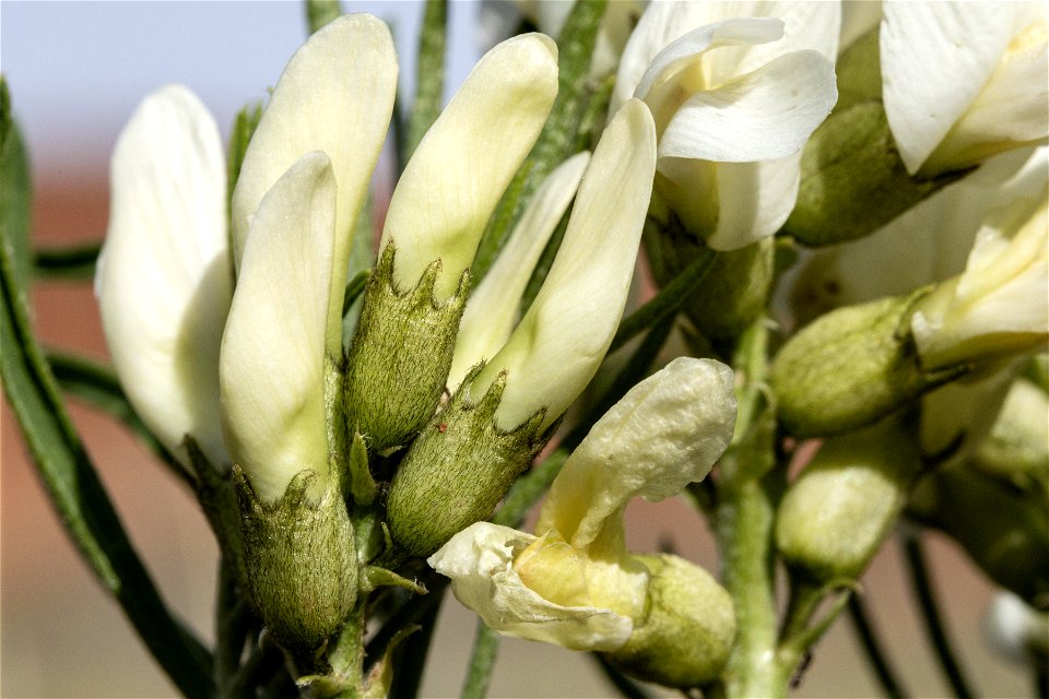 Astragalus pectinatus
