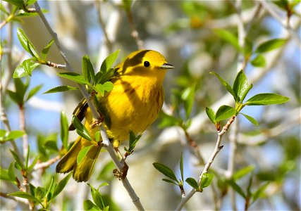 Yellow warbler on Seedskadee National Wildlife Refuge