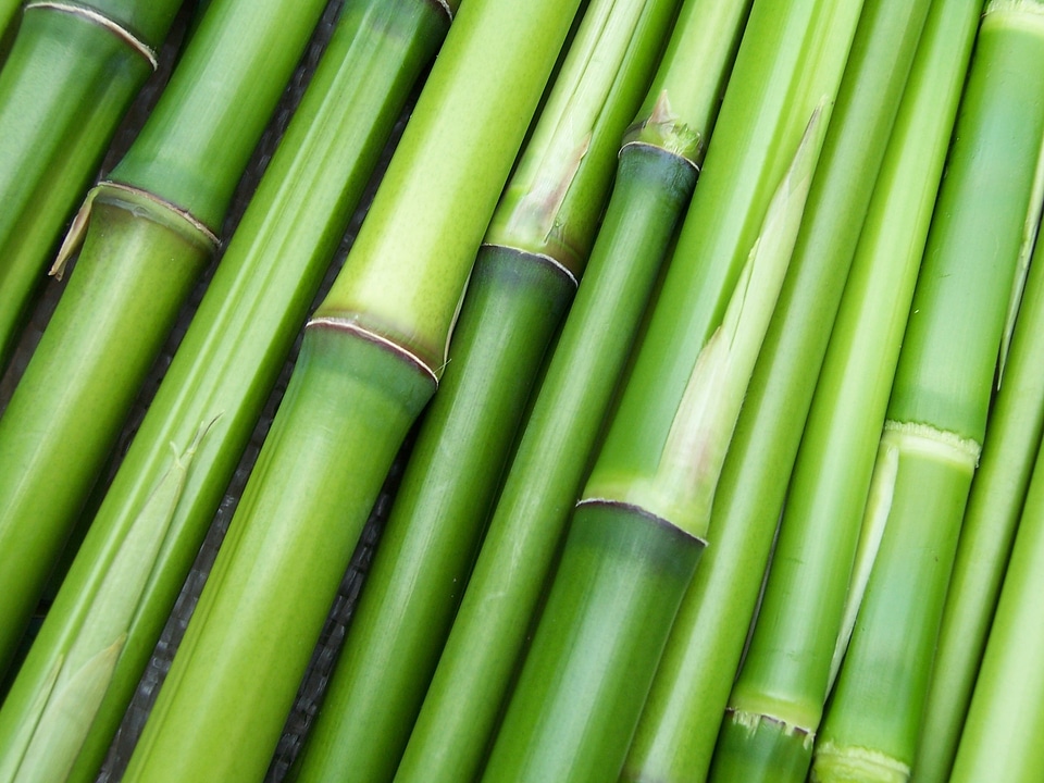 Bamboo green plant