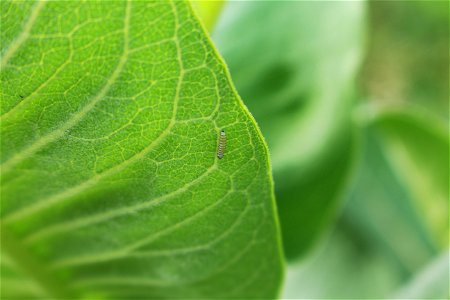A young monarch caterpillar on a milkweed leaf photo