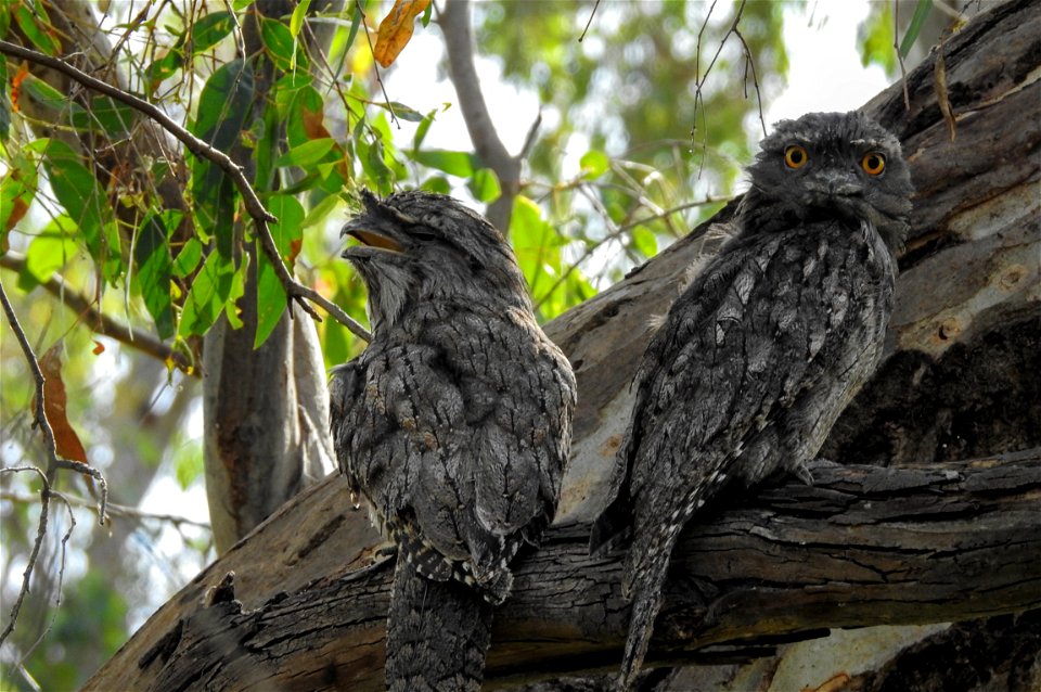 Tawny frogmouths