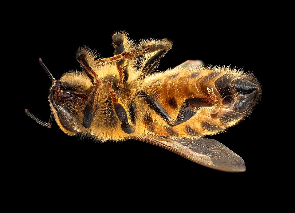 Apis mellifera, f, underside legs, Phil Frank_2021-10-07-18.05.11 ZS PMax UDR-Recovered copy photo