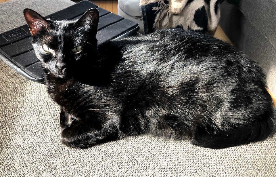 The Suspicious Eyes