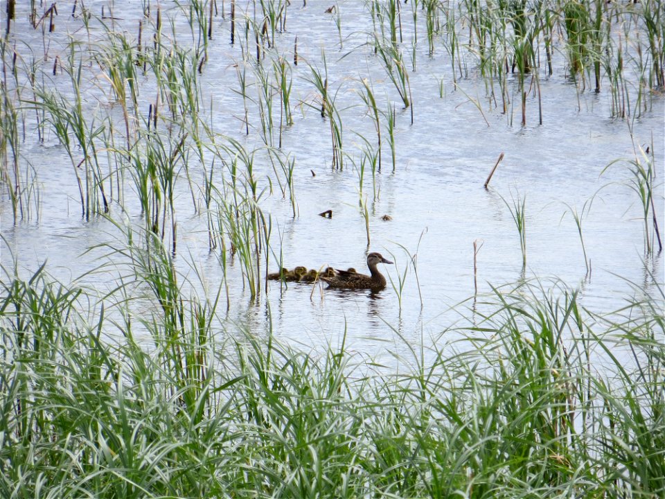 Blue-winged Teal Brood Lake Andes Wetland Management District South Dakota