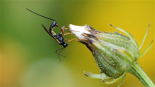 Schlupfwespe Pimplinae sp. (Ichneumonidae) beim "Probing": Sequenz Bild 2