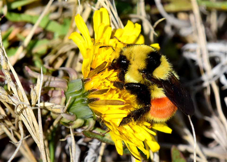 Hunt's bumble bee (Bombus huntii) on Seedskadee National Wildlife Refuge