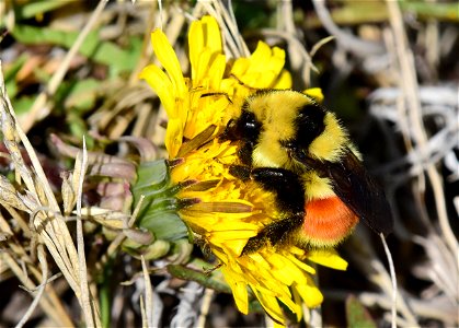 Hunt's bumble bee (Bombus huntii) on Seedskadee National Wildlife Refuge photo