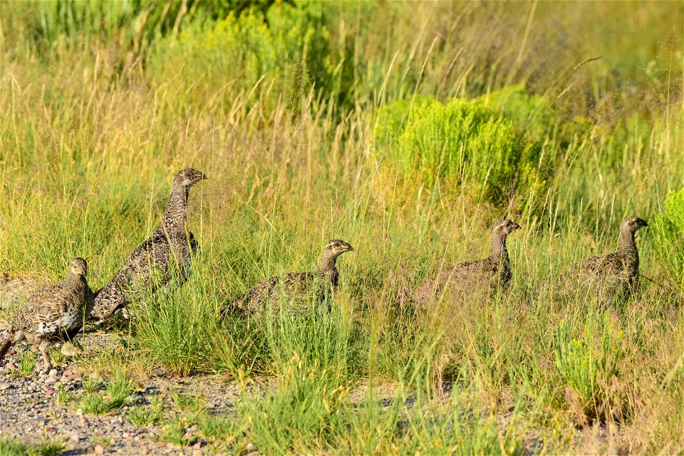 Greater sage-grouse at Seedskadee National Wildlife Refuge
