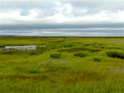 Wetland, Old Chevak, Alaska