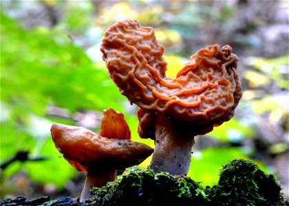 Gyromitra tasmanica False morel. photo