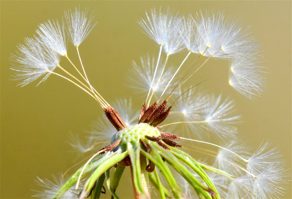 Dandelion on Seedskadee National Wildlife Refuge