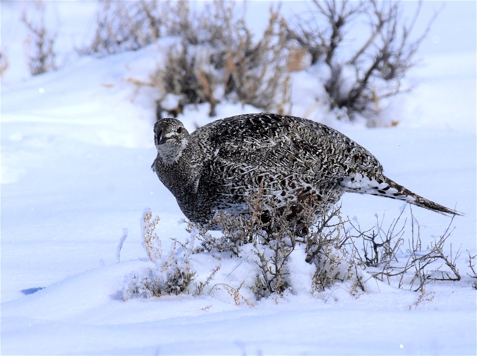 Greater sage-grouse on Seedskadee National Wildlife Refuge