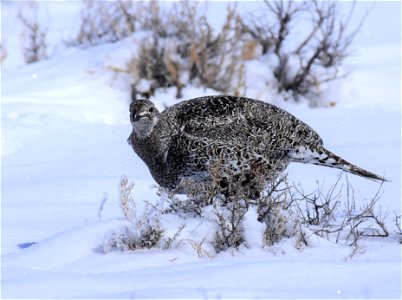 Greater sage-grouse on Seedskadee National Wildlife Refuge