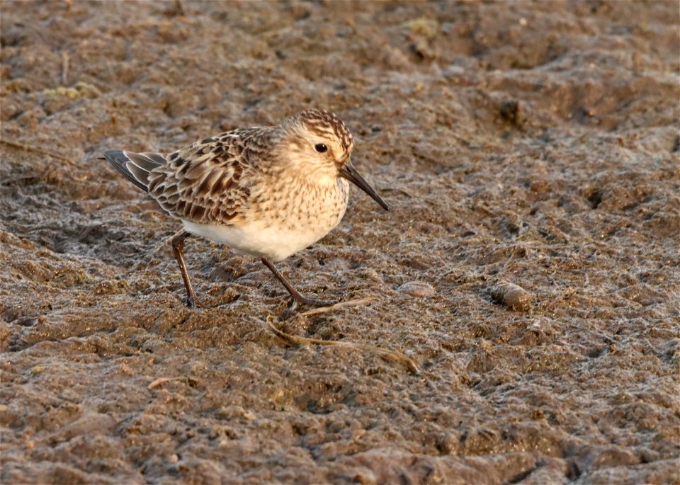 Baird's Sandpiper Huron Wetland Management District