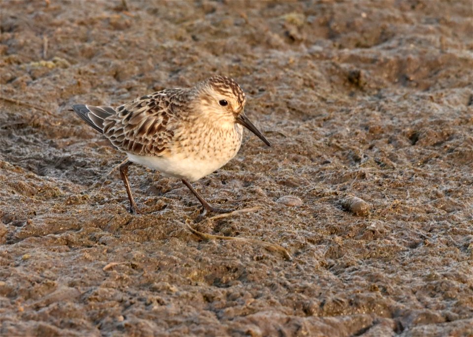 Baird's Sandpiper Huron Wetland Management District photo