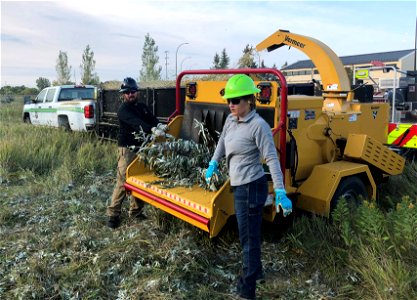 Invasive Plant Removal on Air Force Base