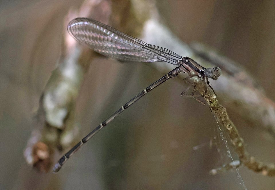 DANCER, BLUE-TIPPED (Argia tibialis) (05-15-2023) jones lake state park, bladen co, nc -05b imm male