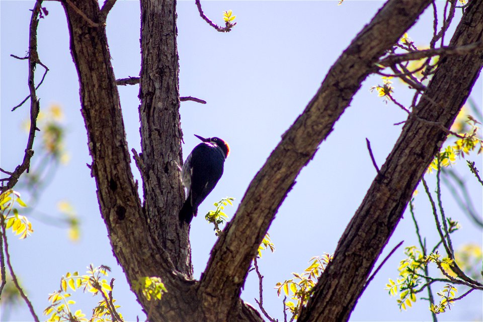 Springtime - West Fork of Oak Creek Trail #108
