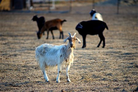 Old Goat
