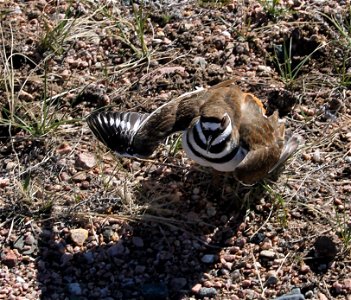 Killdeer feigning