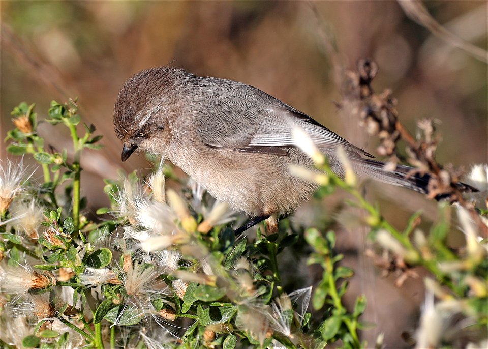 684 - BUSHTIT (11-17-2021) morro bay, slo county, ca -04