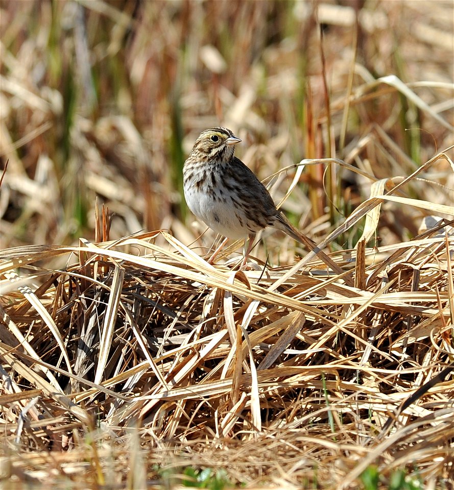 Savannah Sparrow