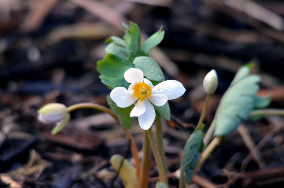 Bloodroot photo