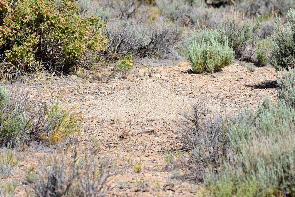 Western Harvester Ant (Pogonomyrmex occidentalis) at Seedskadee National Wildlife Refuge Wyoming
