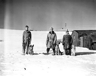 SC 171545 - U.S. Army Station, showing three dogs and handlers. Taken for Veterinary Corps. Newfoundland. 23 January, 1943. photo
