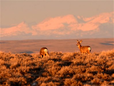 Mule deer at Seedskadee National Wildlife Refuge