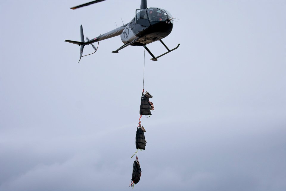 Bighorn Sheep Collaring Research