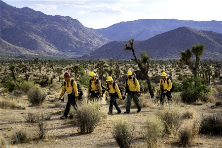Wildland fire crew patrolling near Quail Mountain
