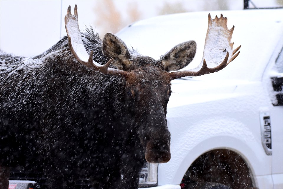 Moose at Seedskadee National Wildlife Refuge