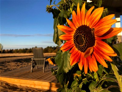 Deck Side Sunflowers photo