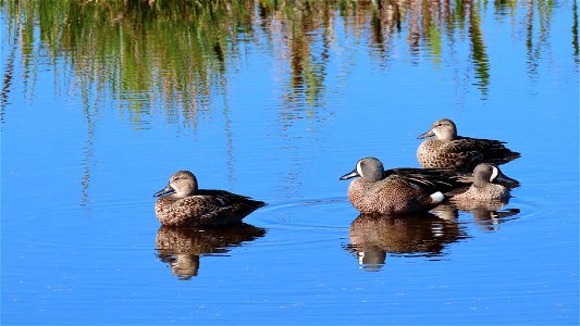 Blue-winged Teal photo