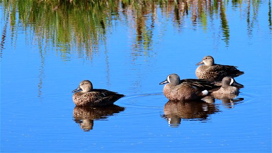 Blue-winged Teal