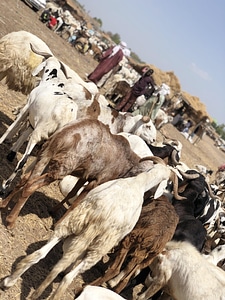 Mammal livestock animals photo