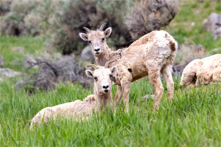 Bighorn sheep ewes laying in grass photo