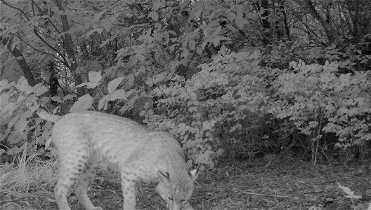 Bobcat at night photo