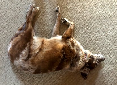 It's Dog O'Clock