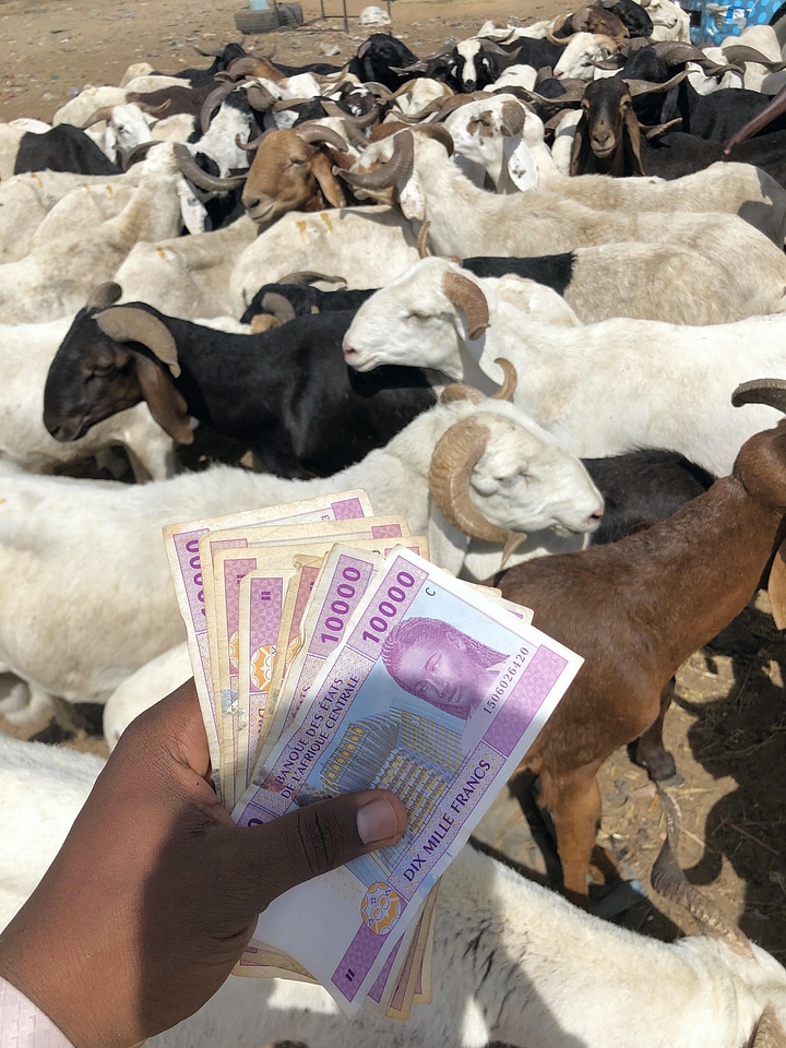 Mammals sheep goats
